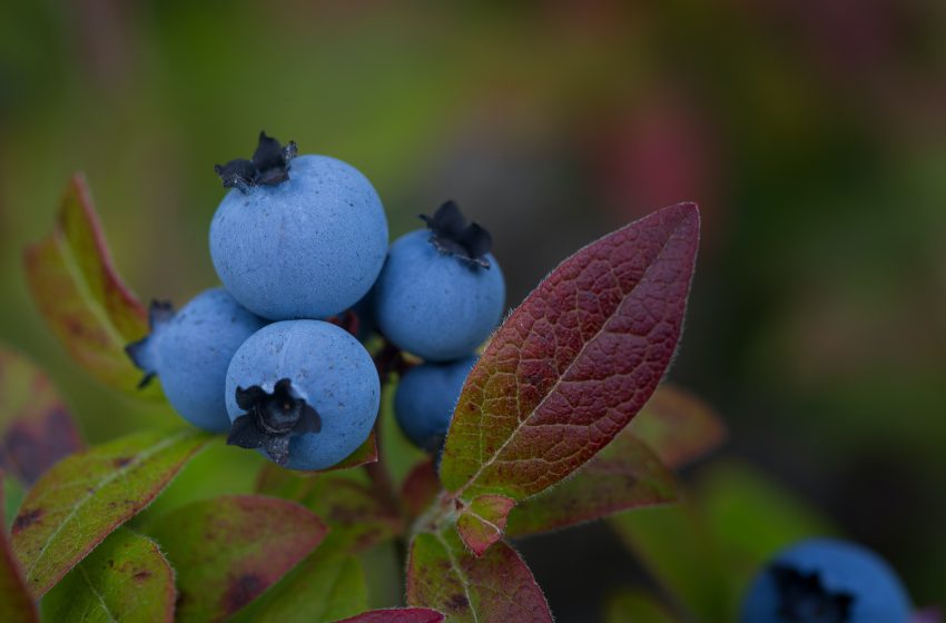  Blueberry fertilizer: How and when to feed blueberries